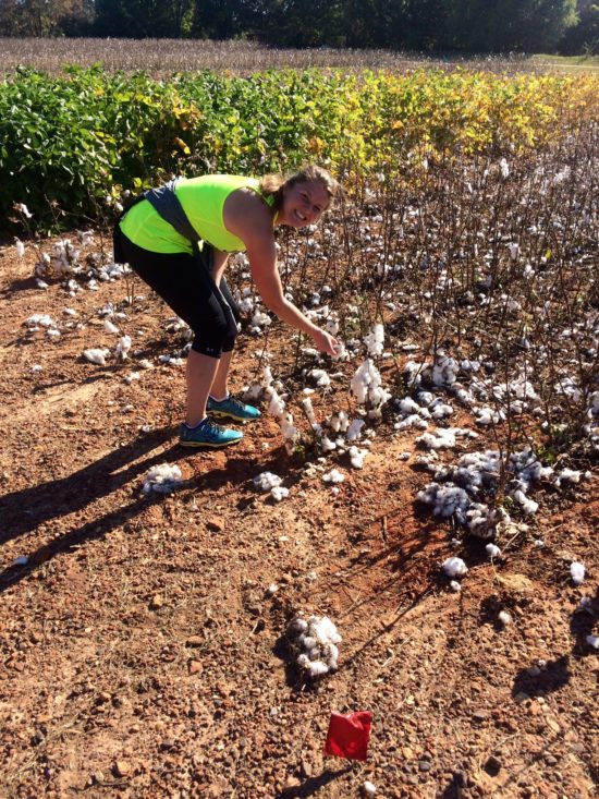Cotton Auburn, Alabama