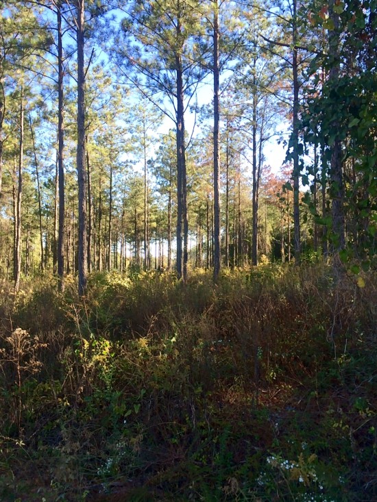 Running Trail in Auburn