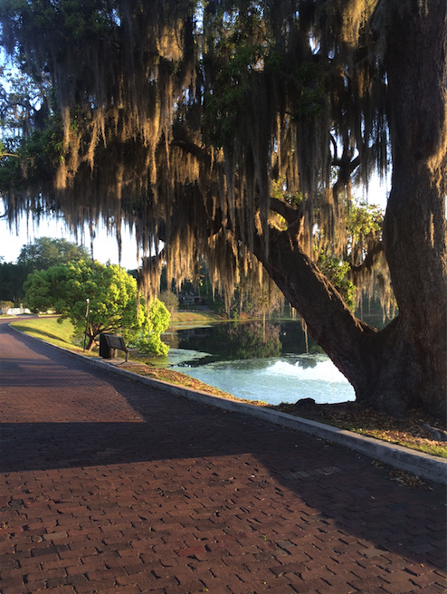 Spanish Moss Orlando Florida