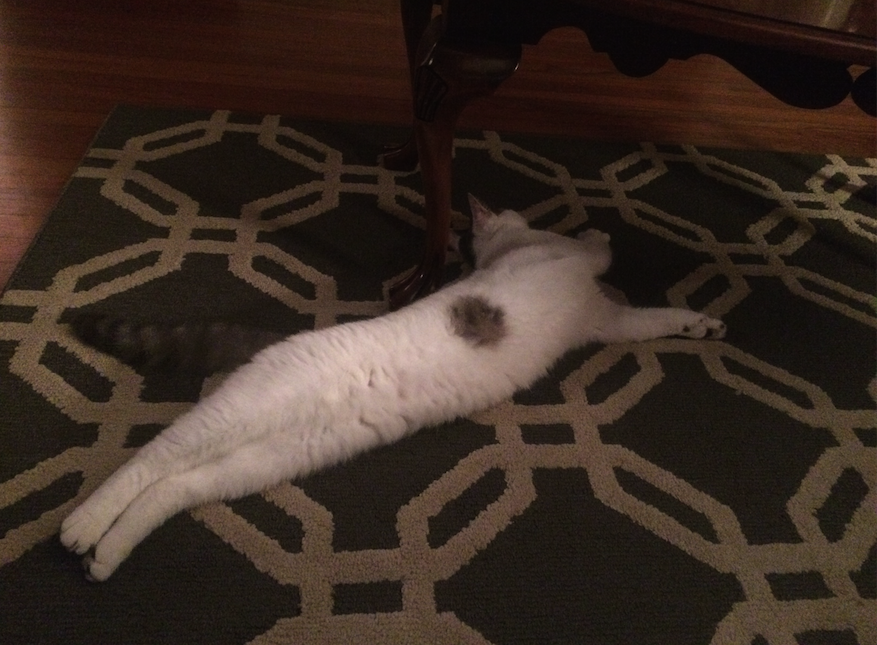 Pearl-Cat-Stretching