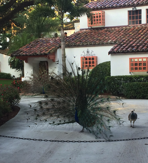 Winter Park Peacocks