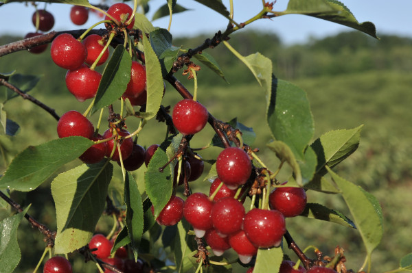 Immersion Tour at Cherry Bay Farms, Traverse City, Michigan