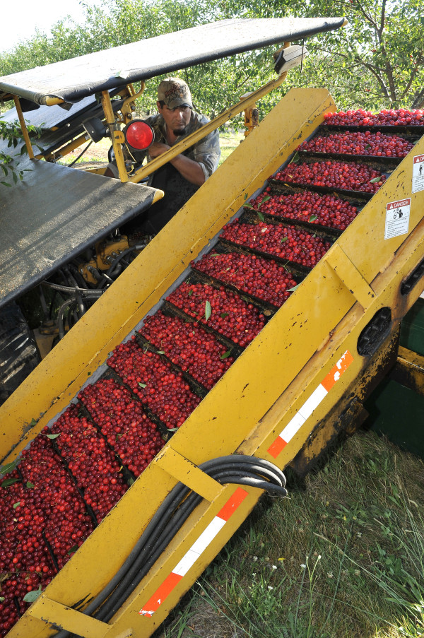 Immersion Tour at Cherry Bay Farms, Traverse City, Michigan