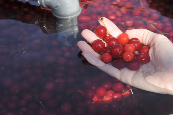 Immersion Tour at Cherry Bay Farms, Traverse City, Michigan